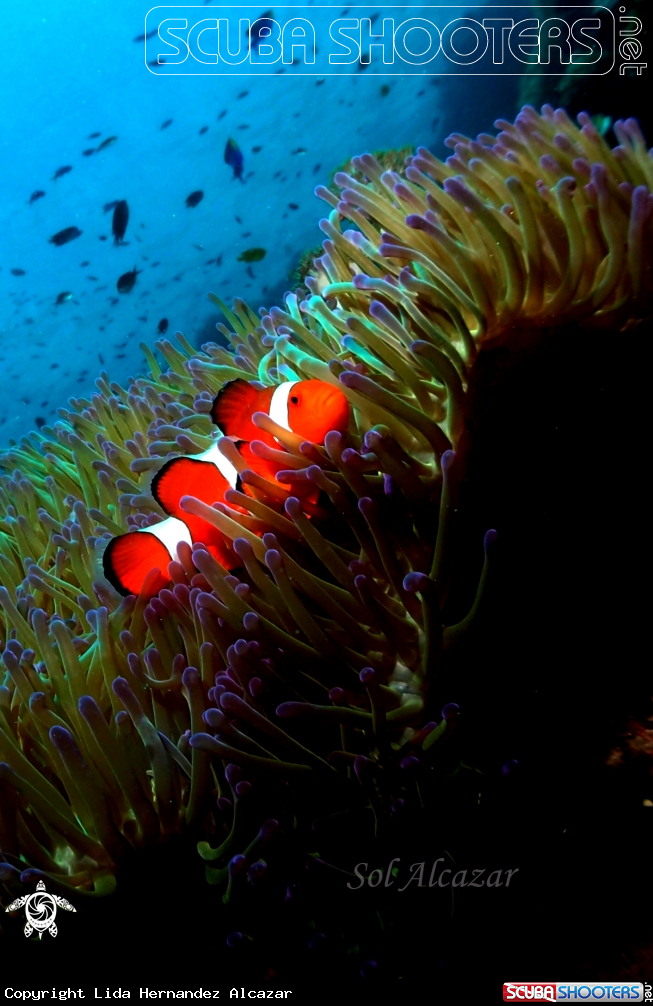 A anemonefish