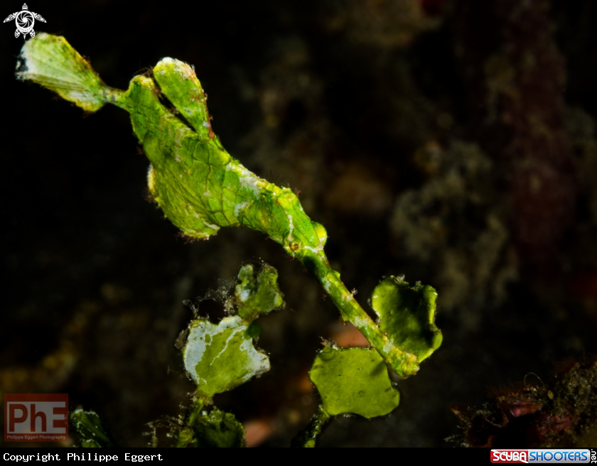 A Halimeda ghostpipefish