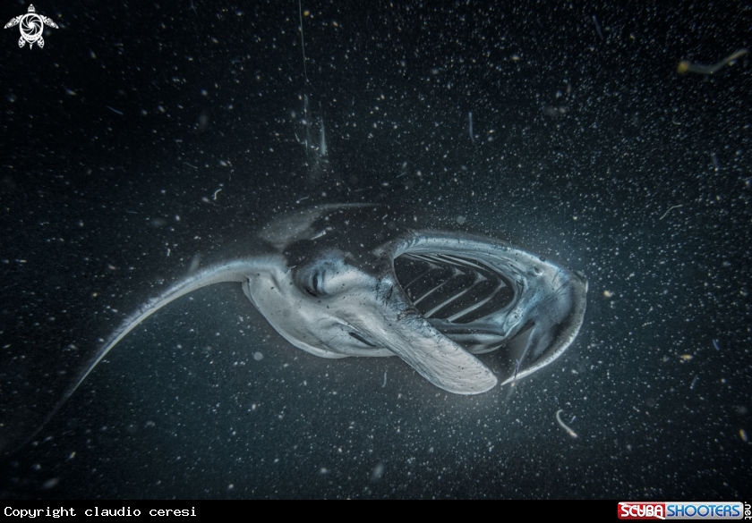 A manta Ray 