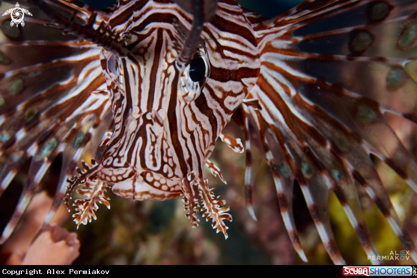 A Lionfish