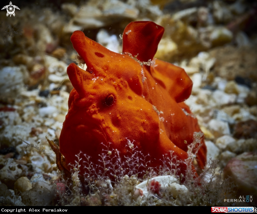 A Frogfish