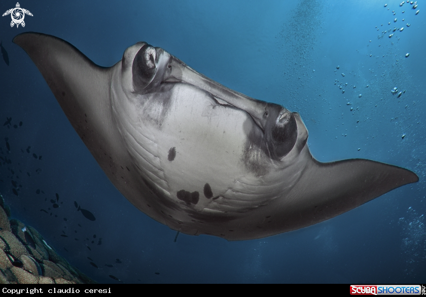 A manta ray 