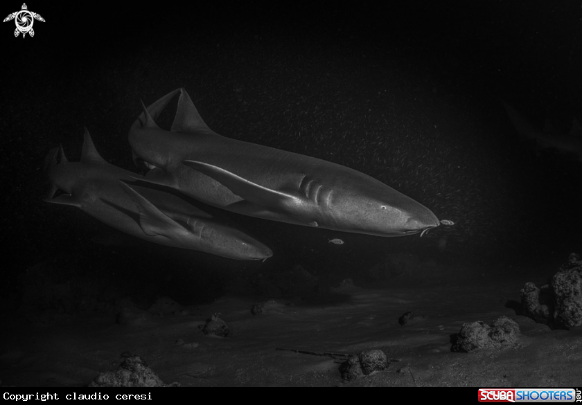 A grey nurse shark or tawny nurse shark.