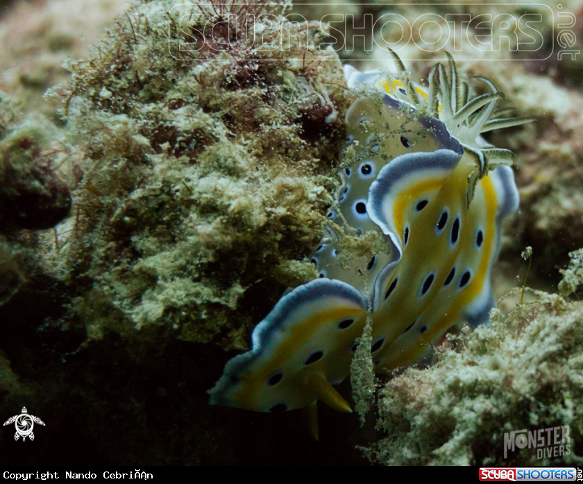 A Gem sea slug 