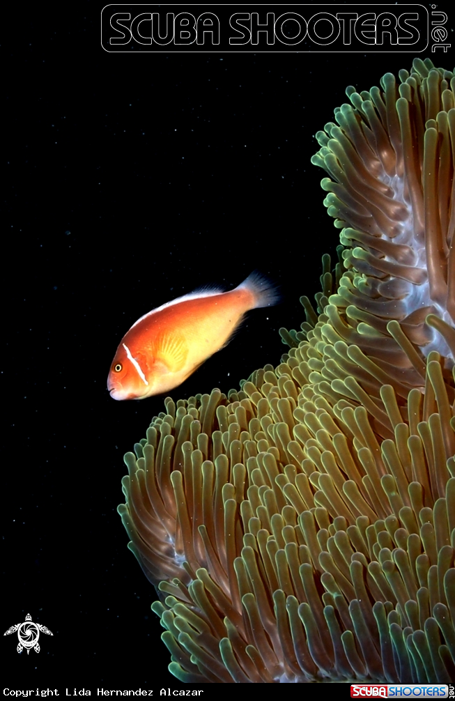 A pink anemonefish