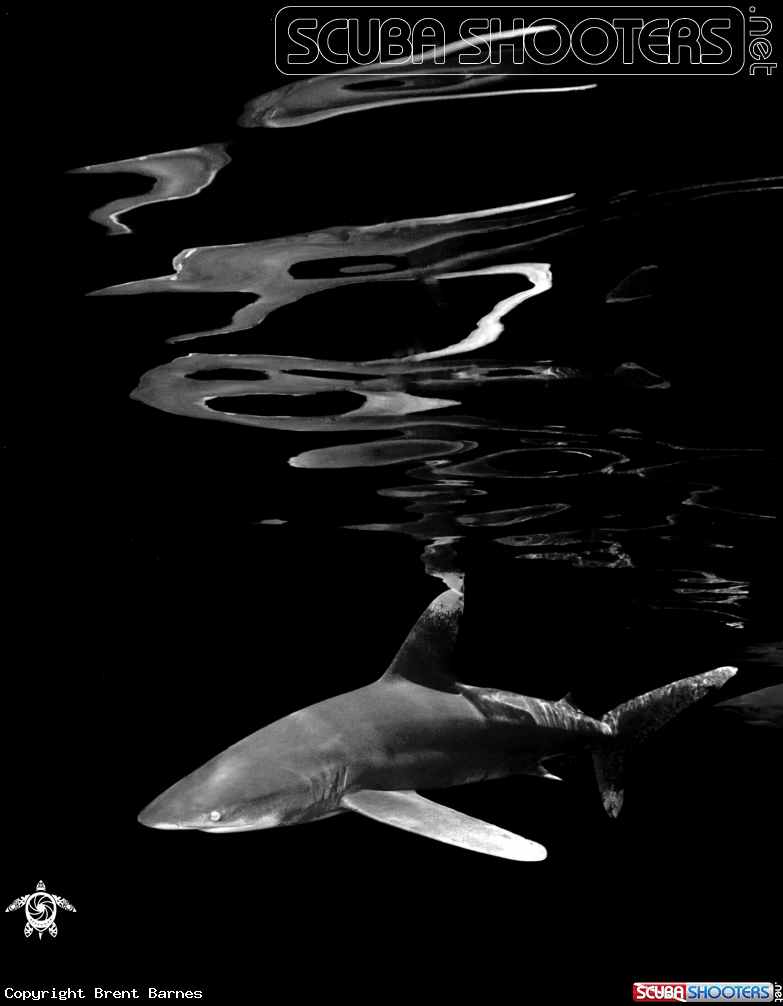 A Oceanic White Tip Shark