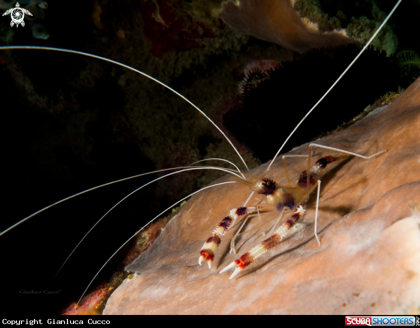 A Banded coral shrimp