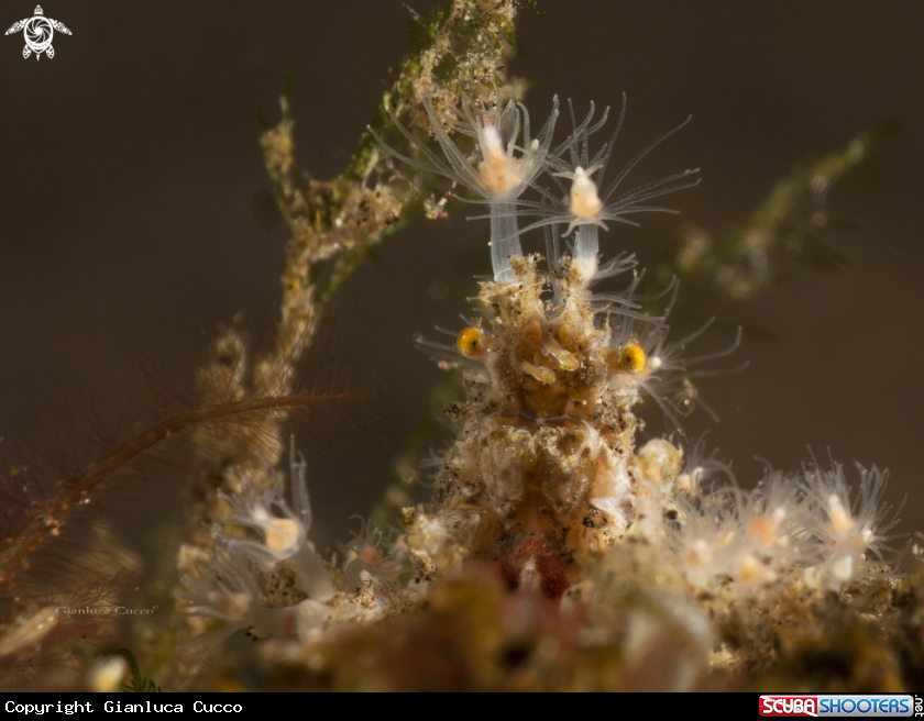 A Decorator crab