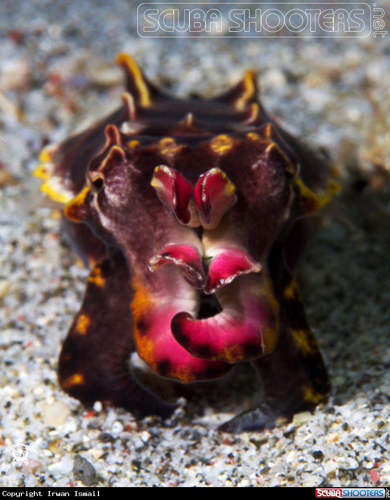 A Flamboyant cuttlefish