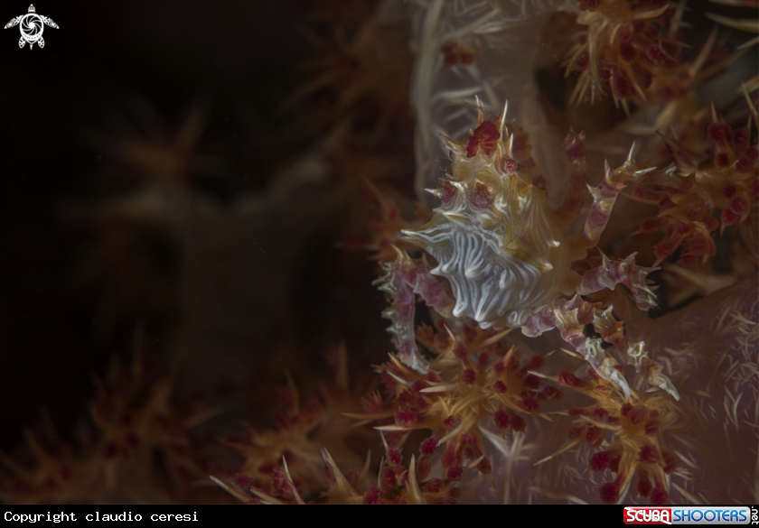 A Alcyonaria crab  over Alcyonaria