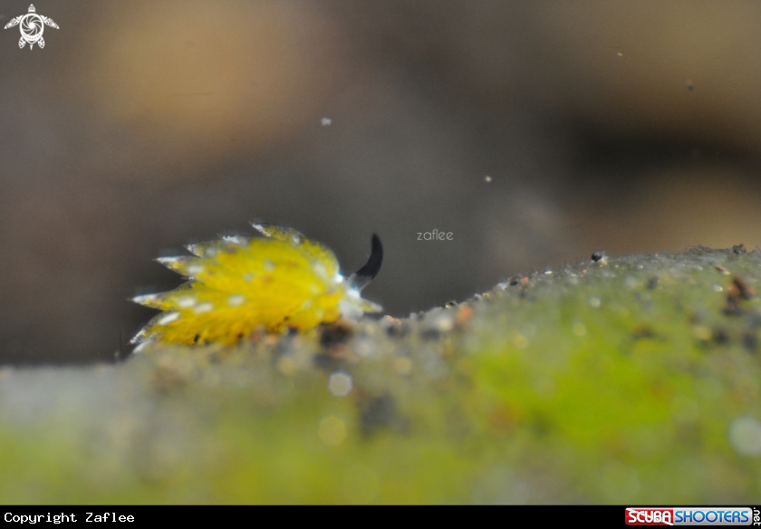 A Costasiella Kuroshimae