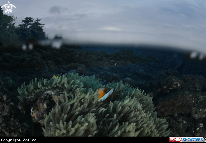 A Anemone fish