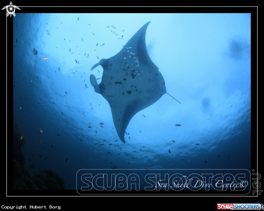 A Manta point