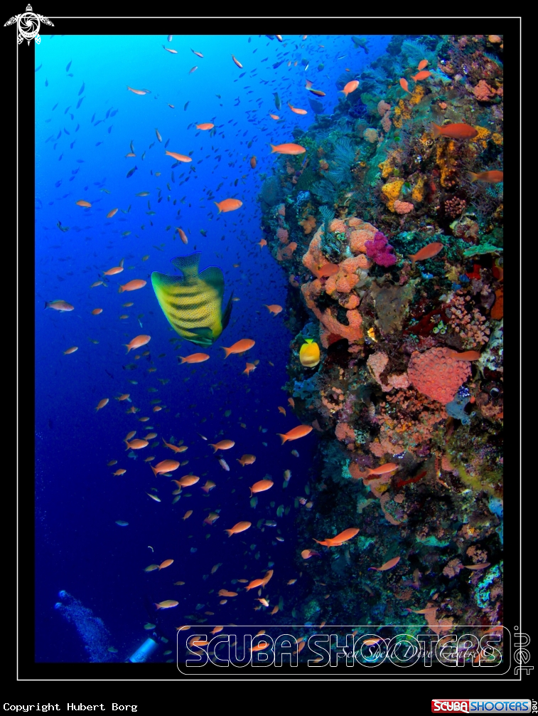 A Manta point