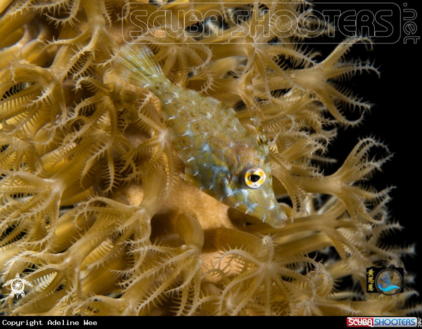 A Slender filefish