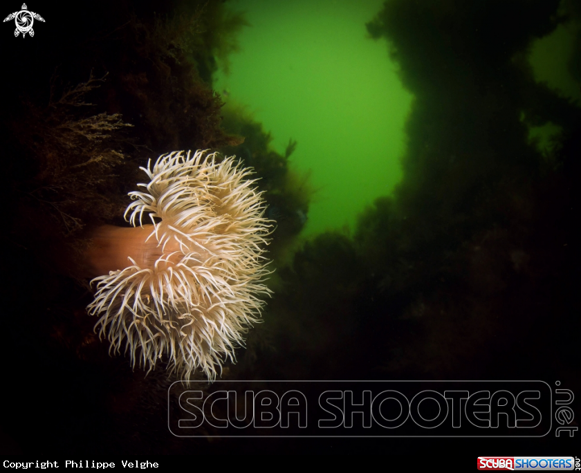 A underwater creature