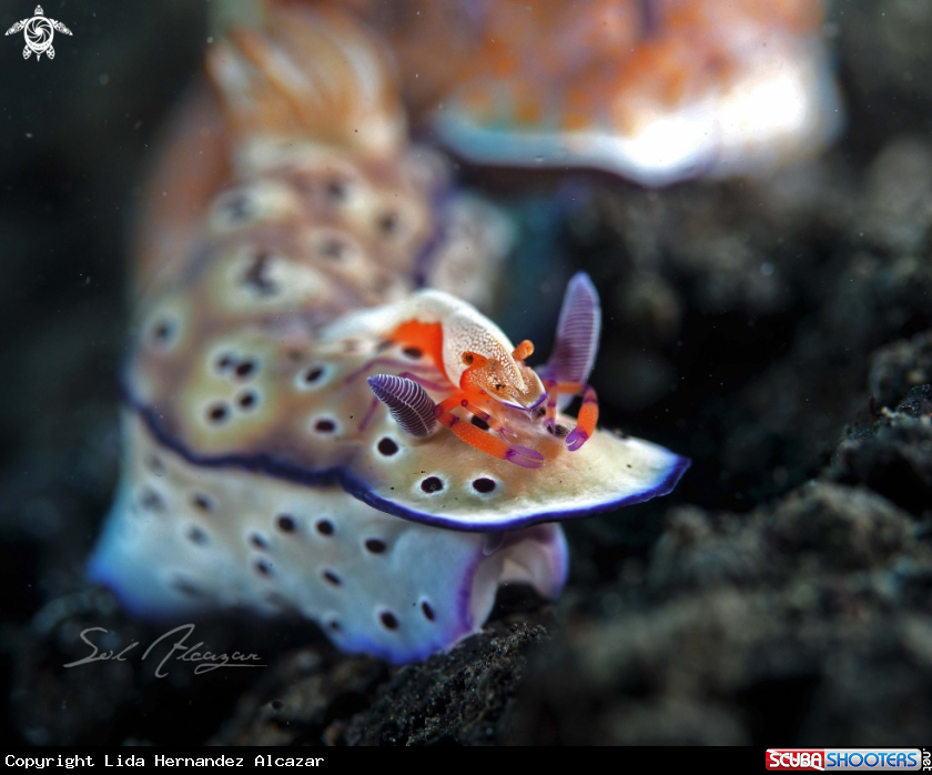 A chromodoris with emperor shrimp