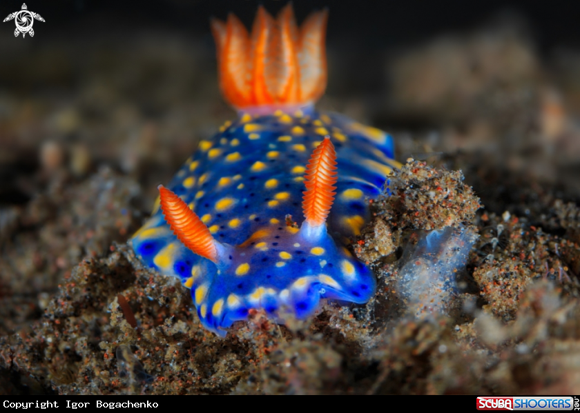 A Nudibranchs