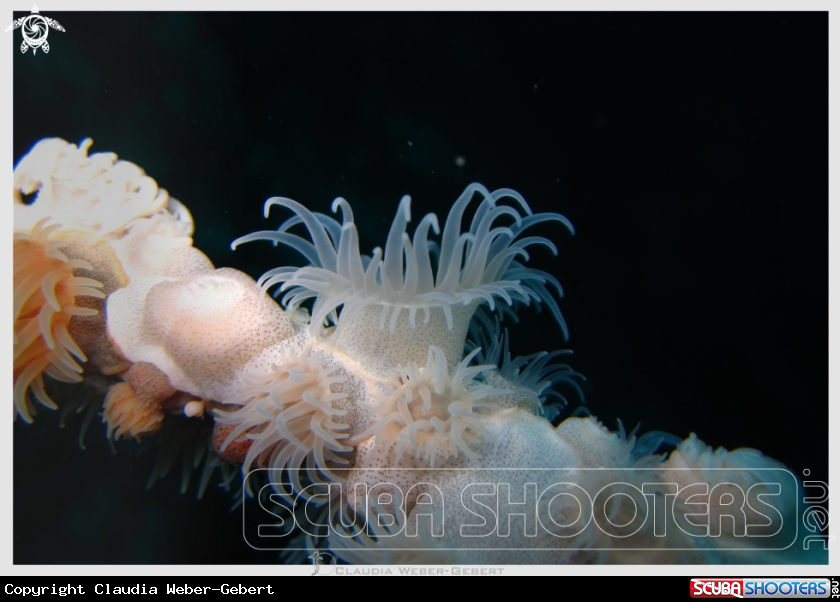 A underwater creature