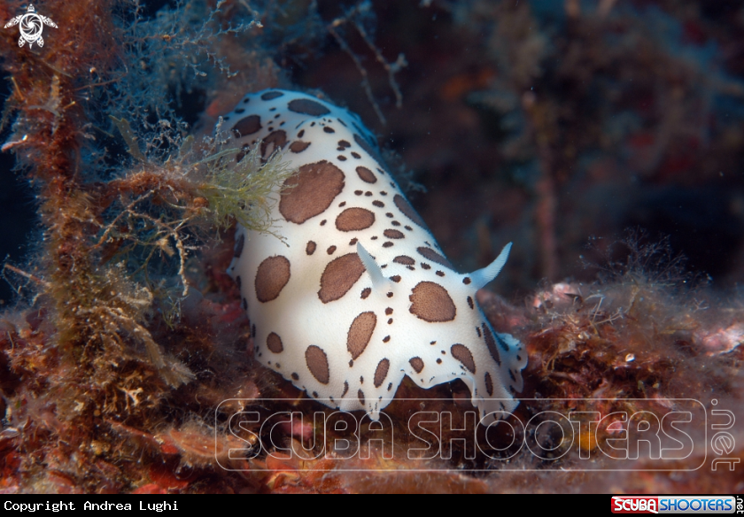 A Dotted Sea-Slug