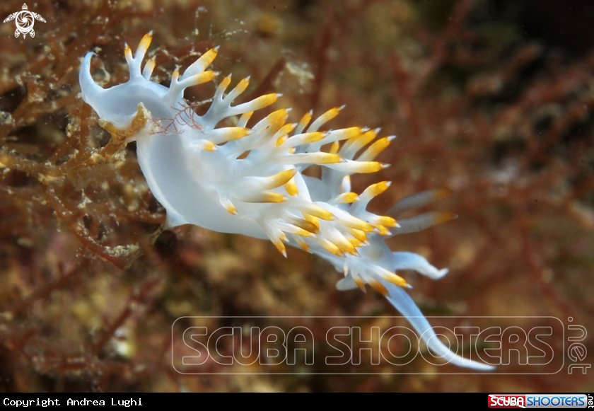 A Flabellina babai