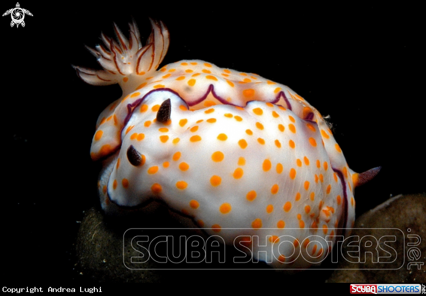 A Nudibranch