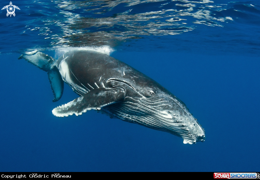 A humpback whale