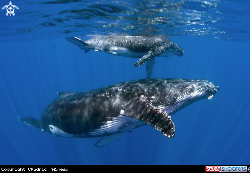 A humpback whales
