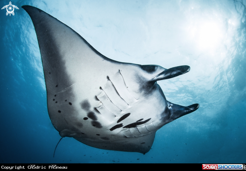 A manta ray