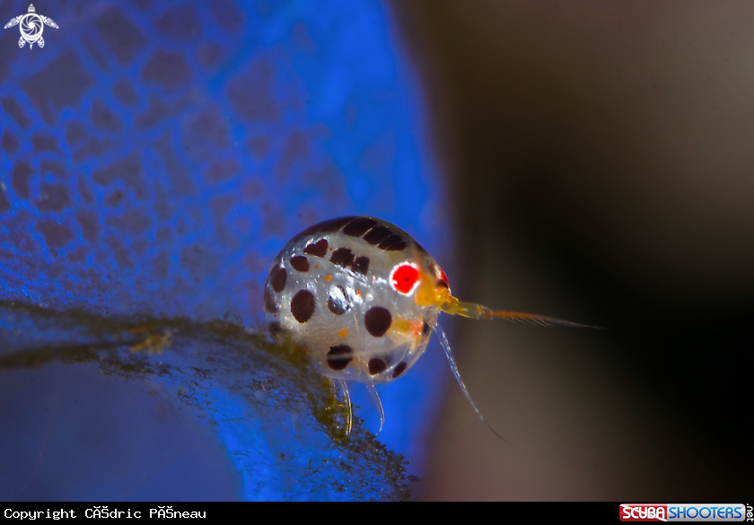 A ladybug amphipod