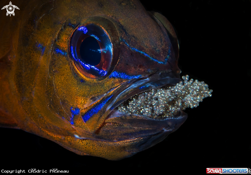 A cardinal fish