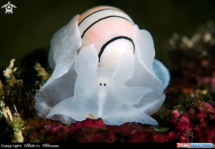 A bubble snail