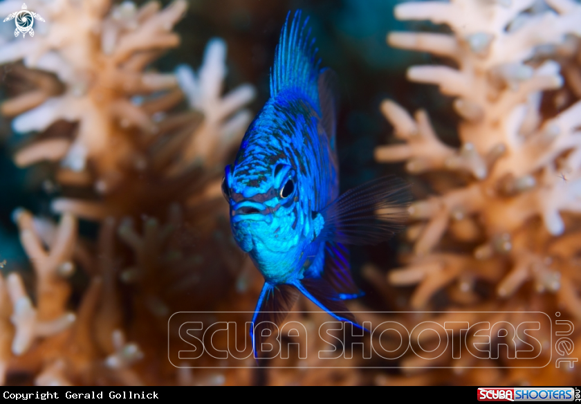 A underwater creature