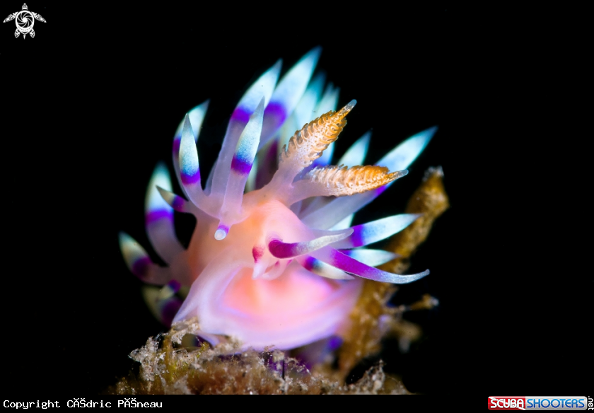 A Flabellinaexoptata