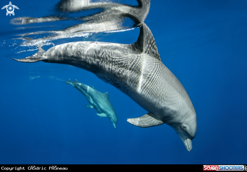 A dolphins