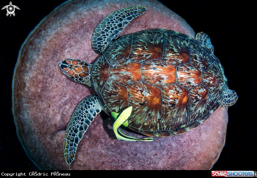 A green turtle