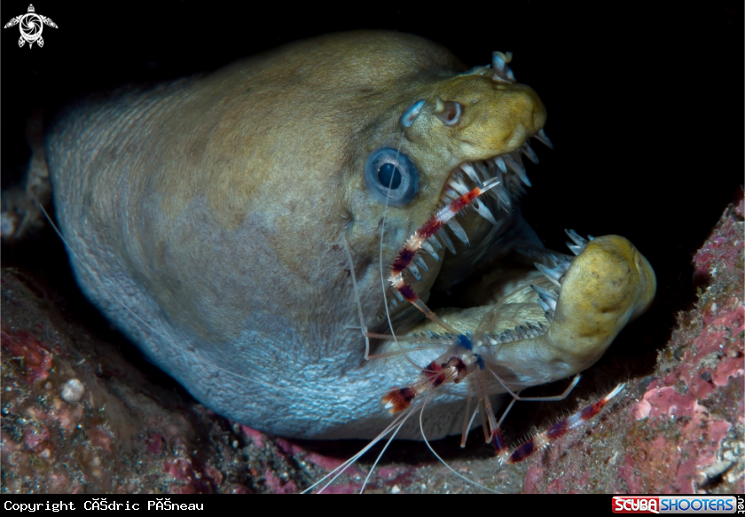 A moray and shrimp