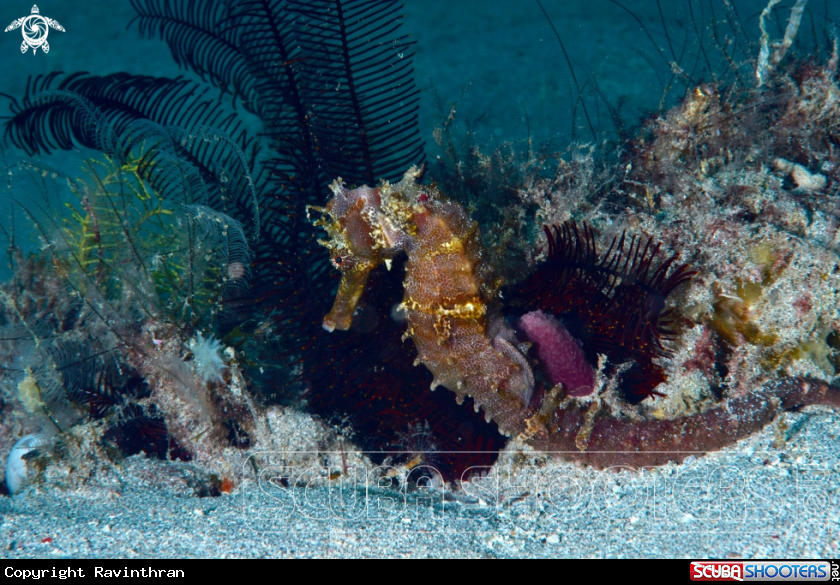 A Seahorse 