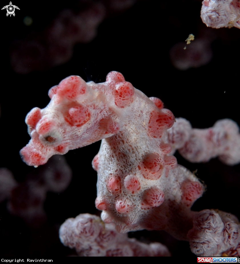 A Pygmy Sea horse