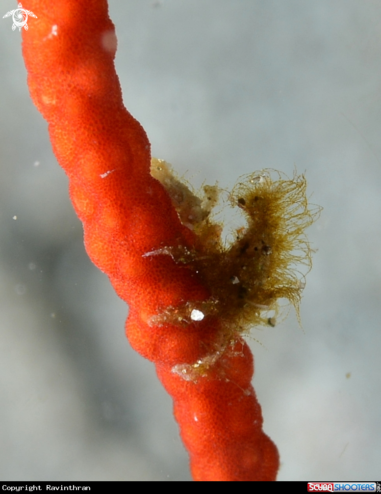 A Pygmy Sea horse