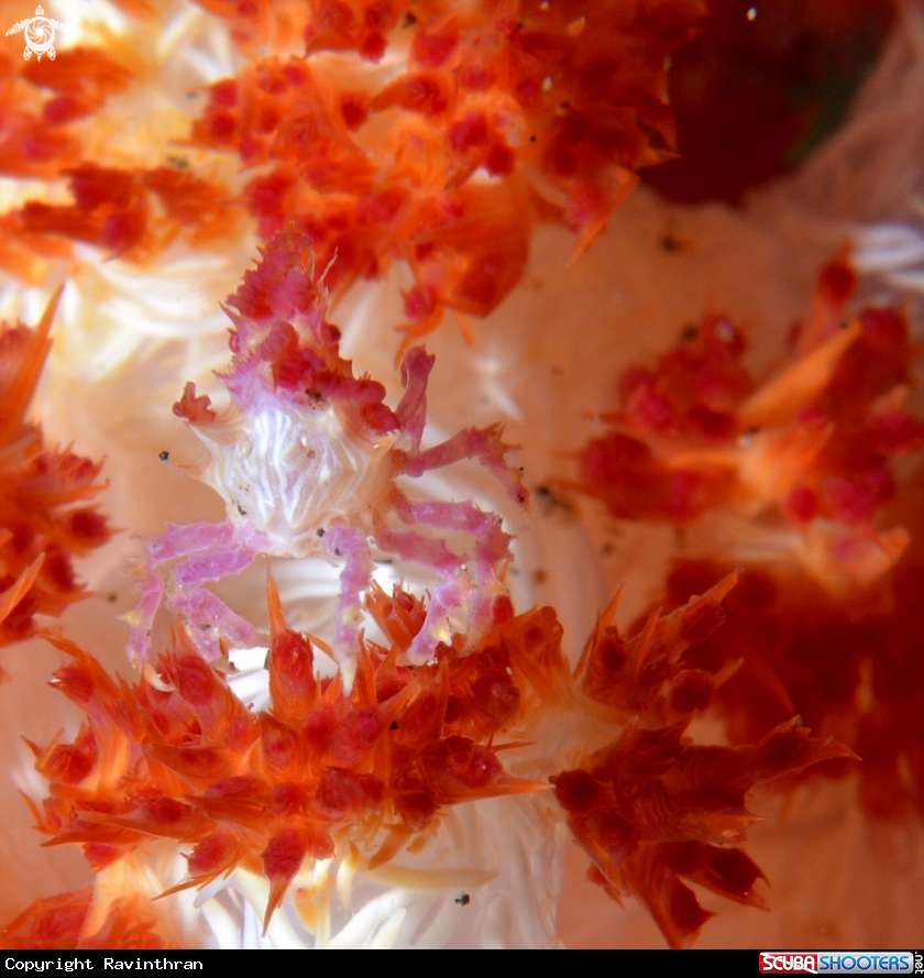 A Pygmy Sea horse