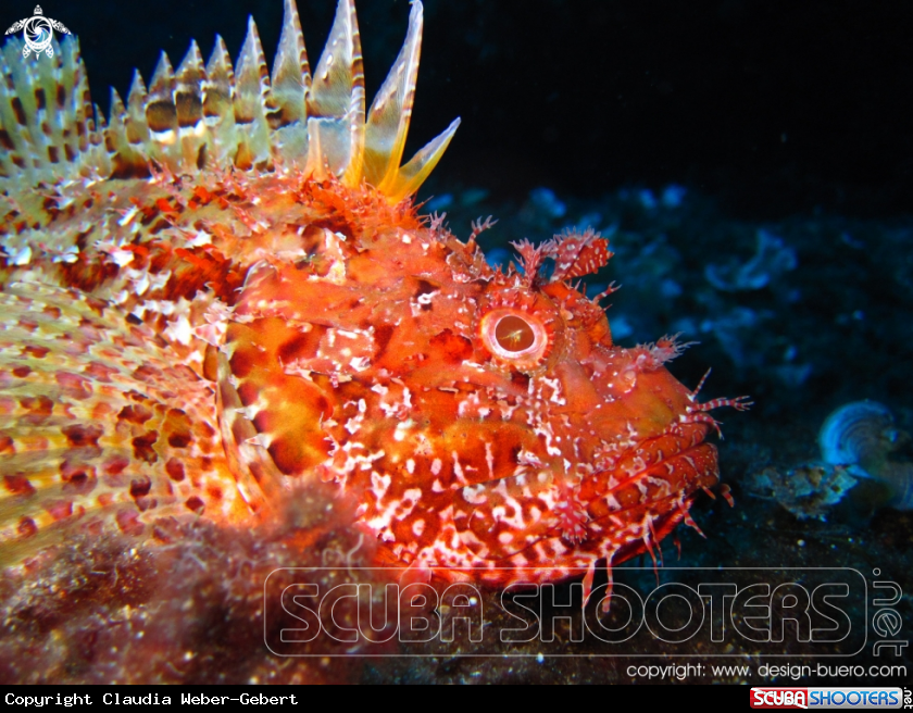 A scorpion fish