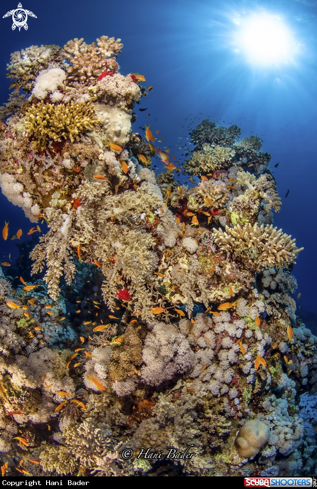 A Abu Dabab Reef