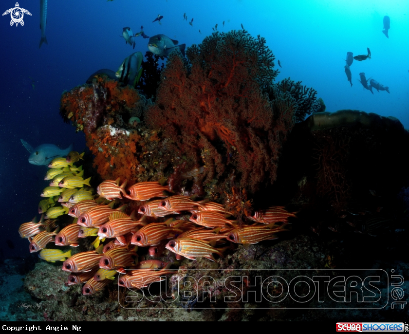A Redcoat Squirrelfish