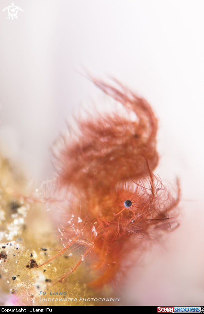 A Hairy shrimp