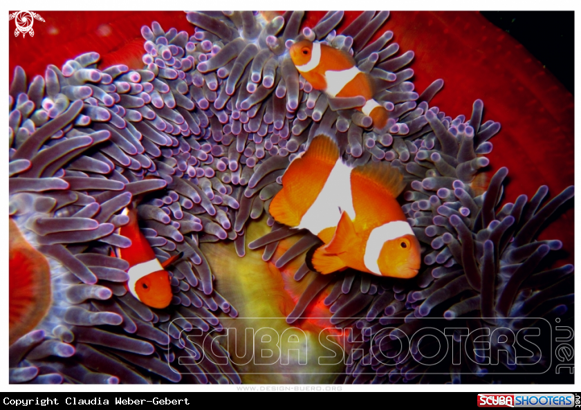 A clown fish