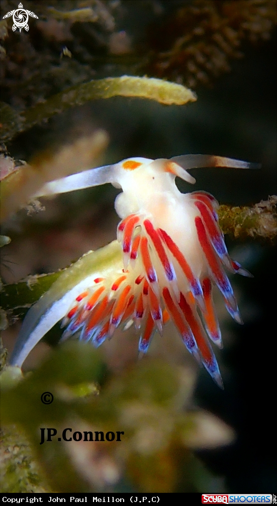 A Limace pélerine