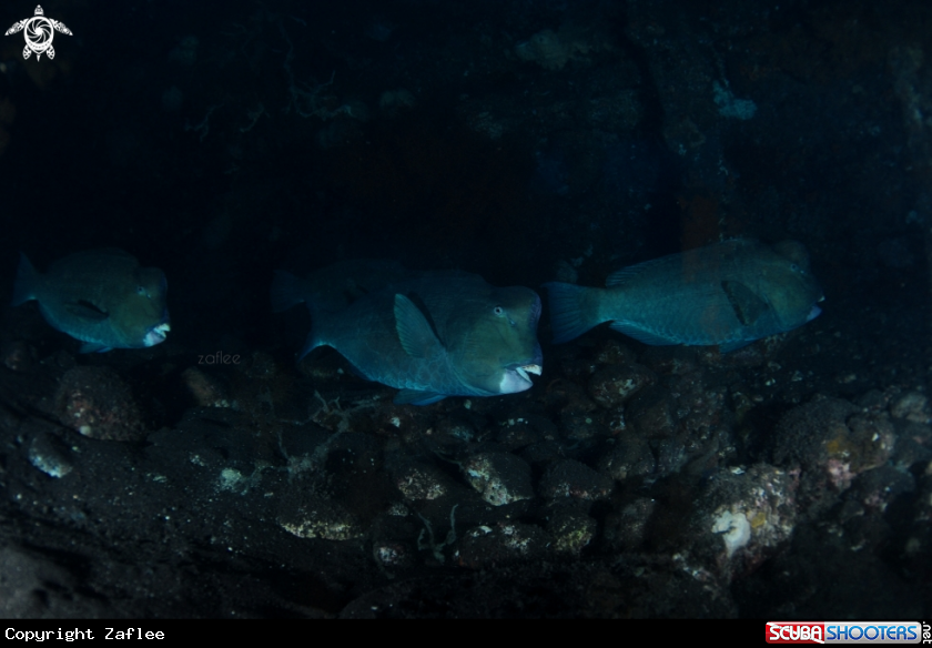 A Green Humphead Parrotfish