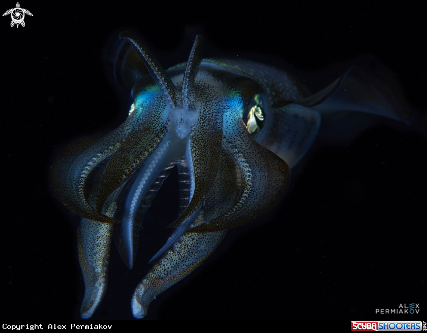 A Squid