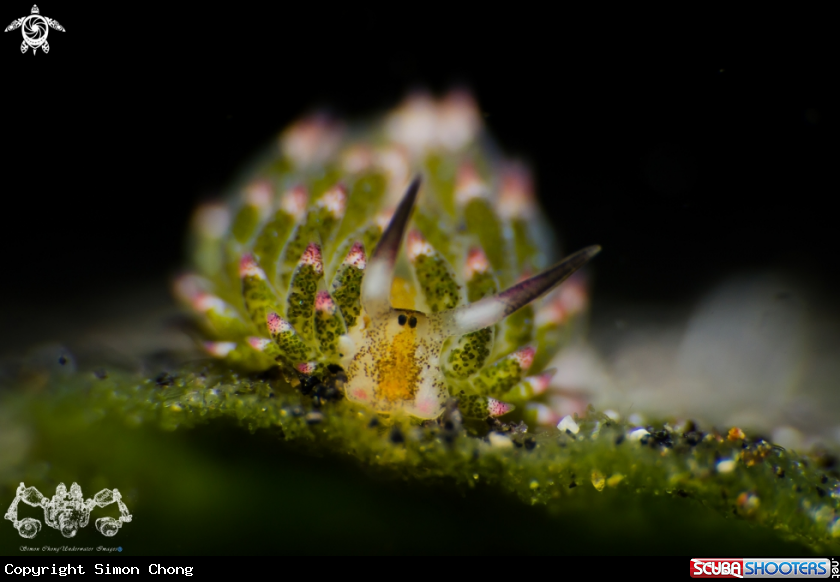 A Costasiella kuroshimae